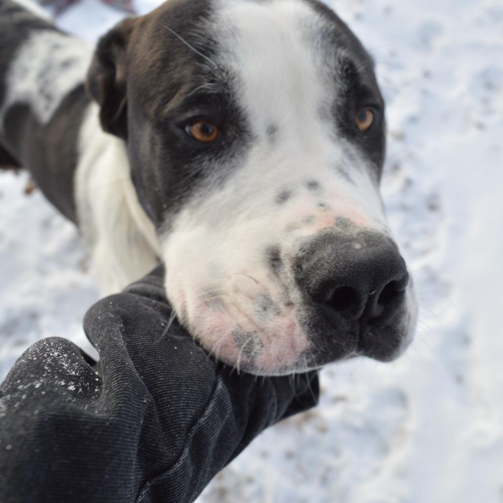 Enlarge Himalaya, a Adoptable Saint Bernard in North Battleford, SK image 1/6
