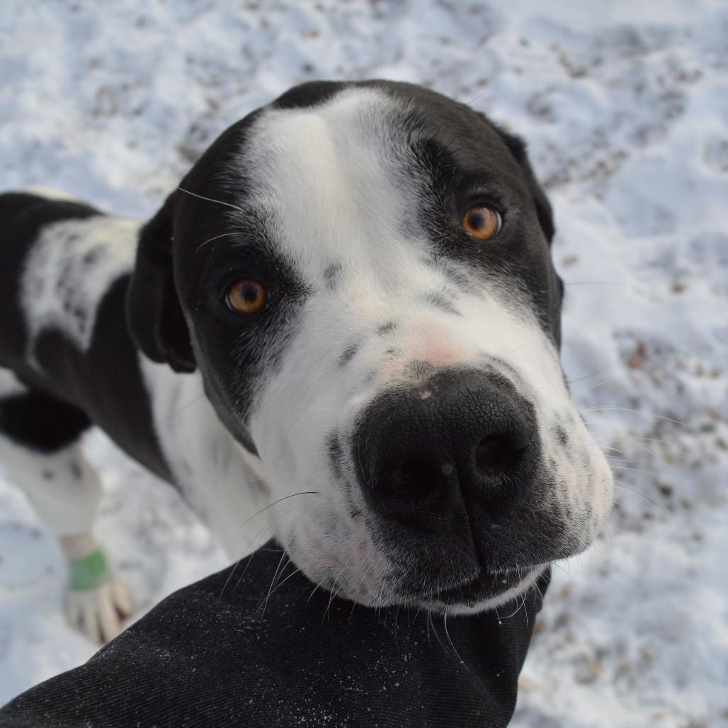 Enlarge Himalaya, a Adoptable Saint Bernard in North Battleford, SK image 2/6