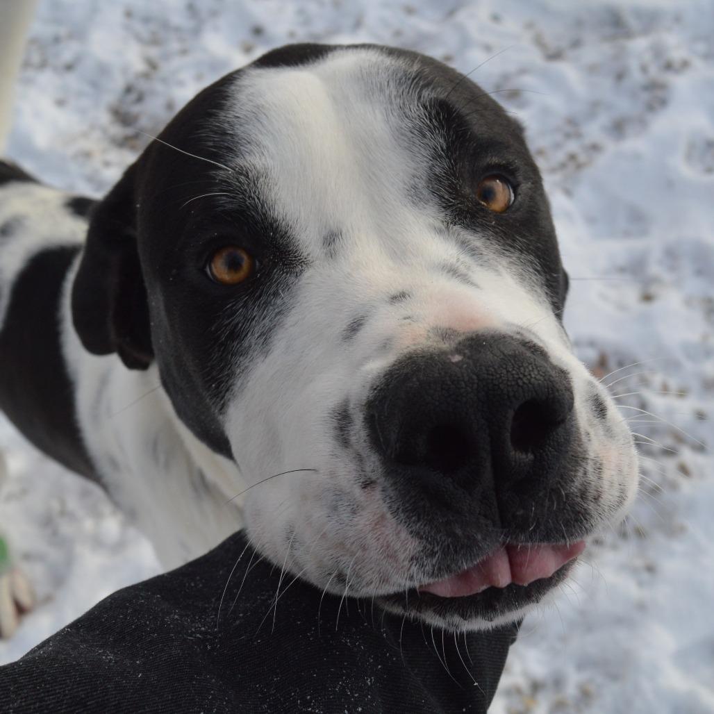 Enlarge Himalaya, a Adoptable Saint Bernard in North Battleford, SK image 3/6
