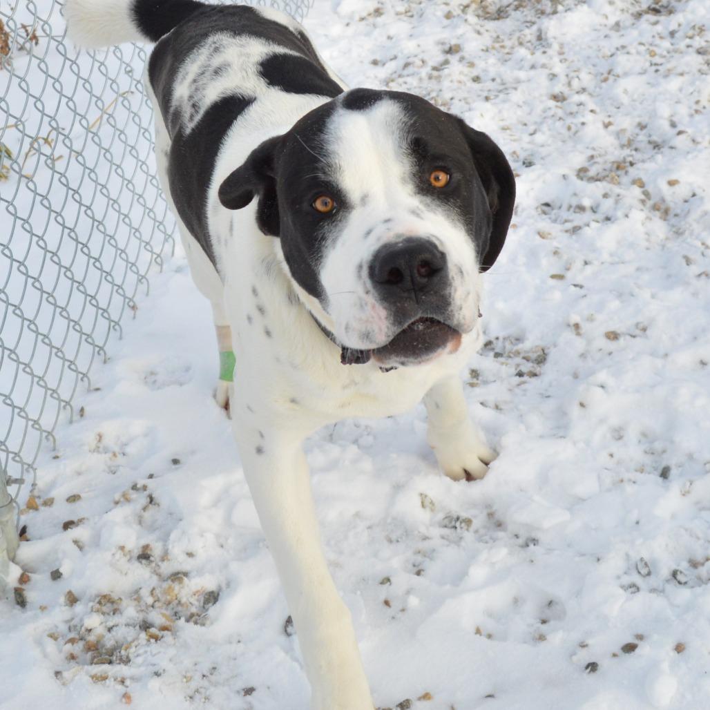 Enlarge Himalaya, a Adoptable Saint Bernard in North Battleford, SK image 4/6