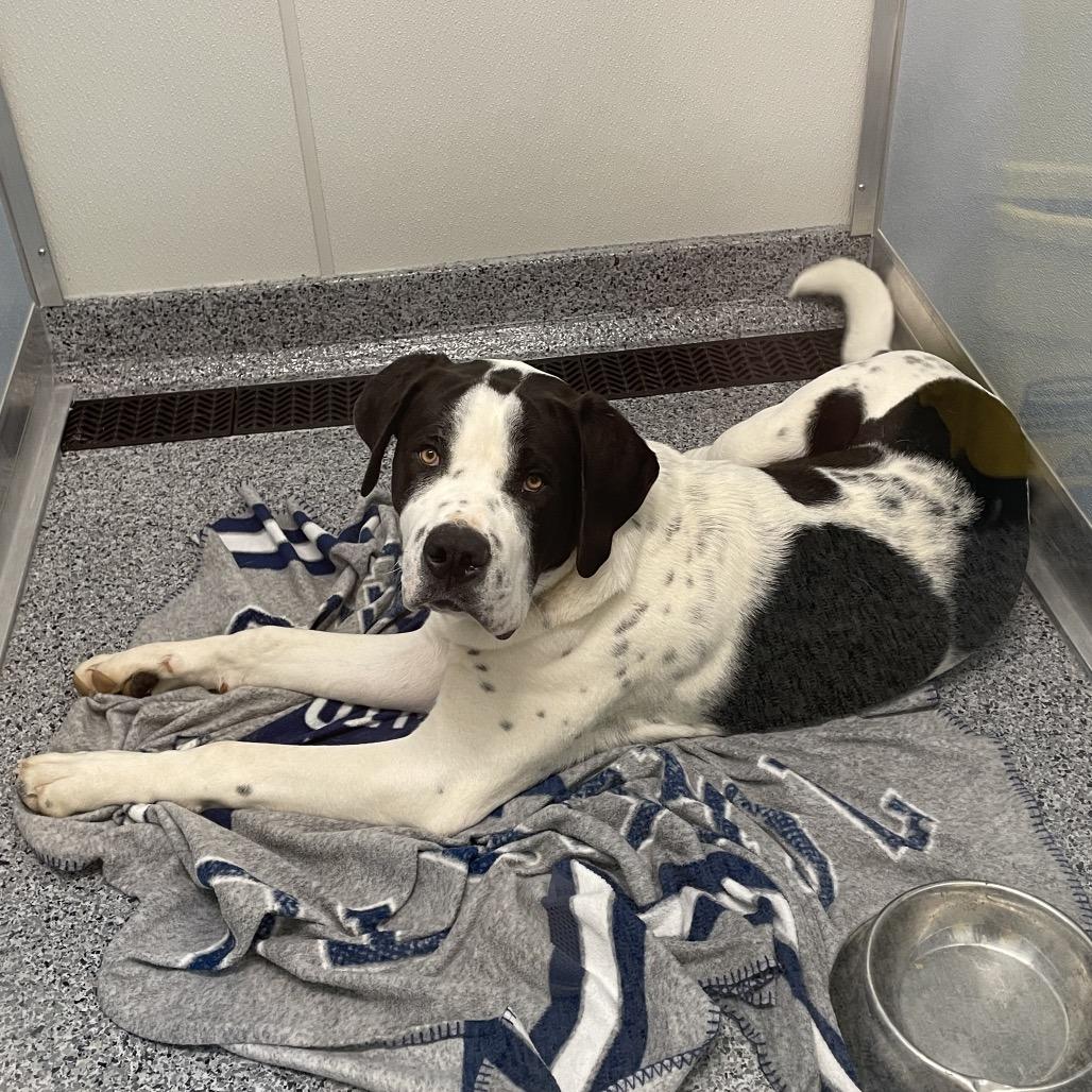 Enlarge Himalaya, a Adoptable Saint Bernard in North Battleford, SK image 5/6