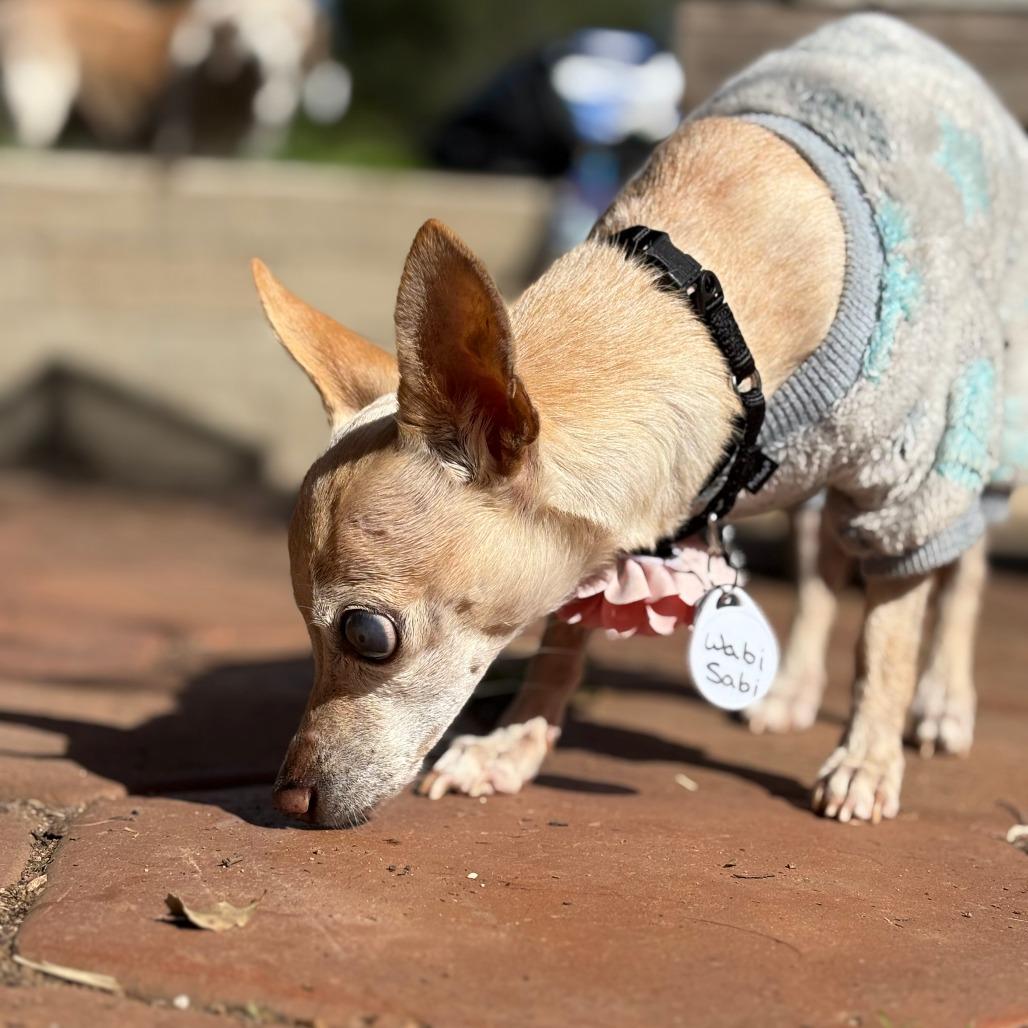 Wabi Sabi — thumbnail 6