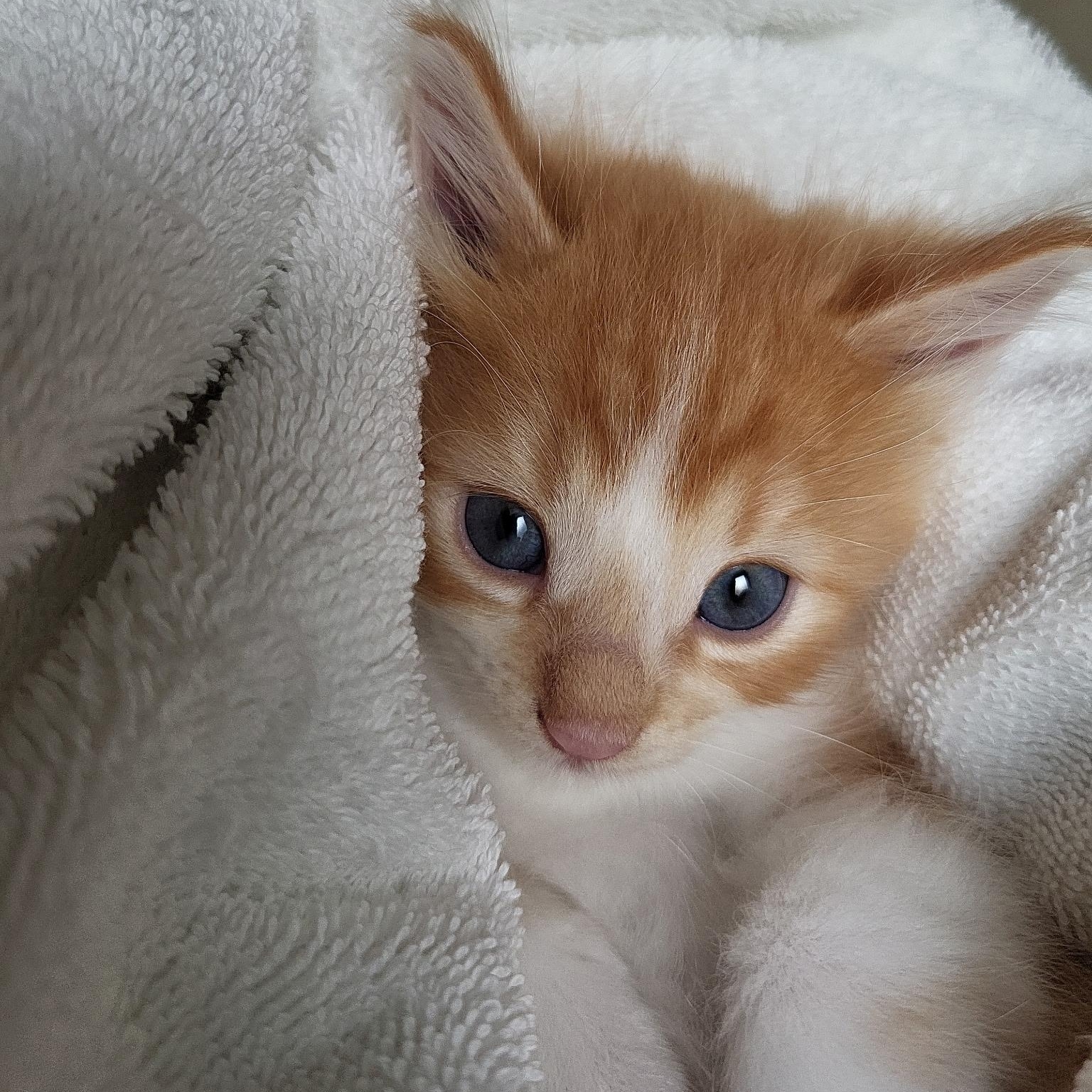 Enlarge Marceline, a Adoptable Domestic Medium Hair in Milwaukee, WI image 2/6