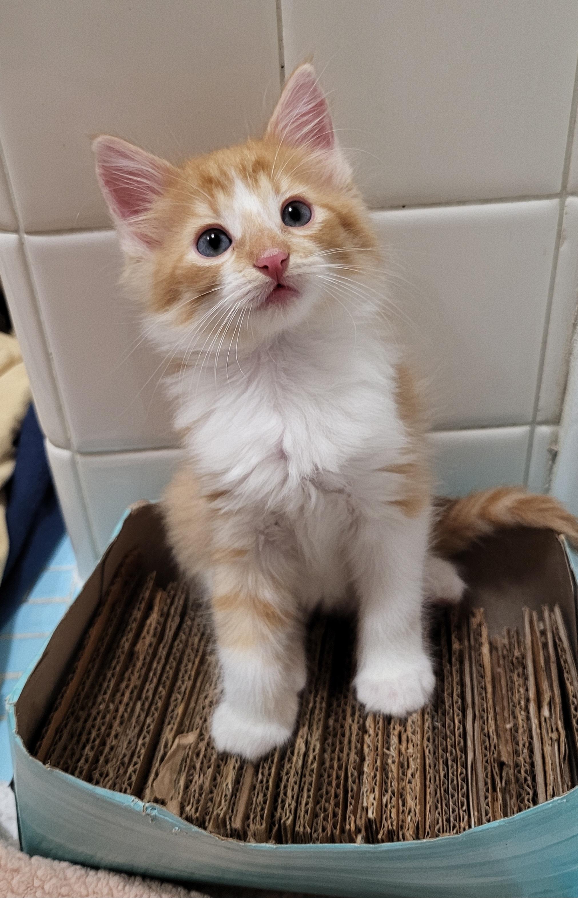 Enlarge Marceline, a Adoptable Domestic Medium Hair in Milwaukee, WI image 1/6