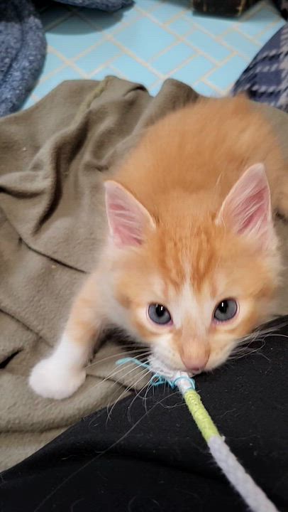 Enlarge Marceline, a Adoptable Domestic Medium Hair in Milwaukee, WI video 3/6