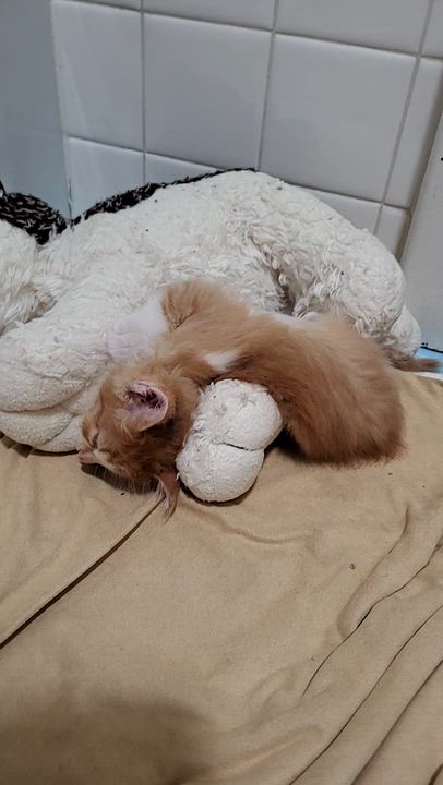 Enlarge Marceline, a Adoptable Domestic Medium Hair in Milwaukee, WI video 5/6