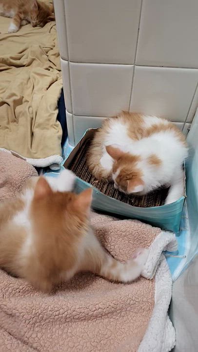 Enlarge Marceline, a Adoptable Domestic Medium Hair in Milwaukee, WI video 6/6