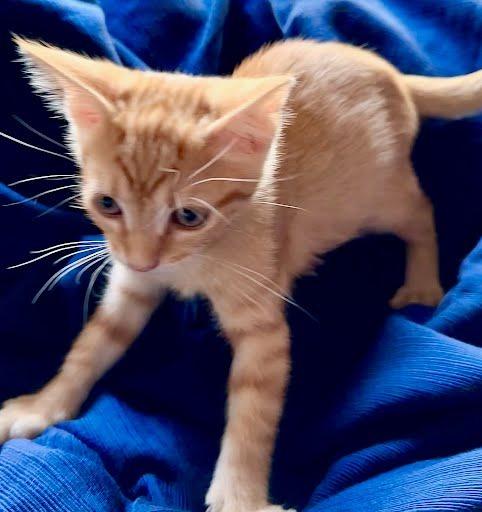 Orange Sherbet, Adoptable, Kitten Male Domestic Short Hair.