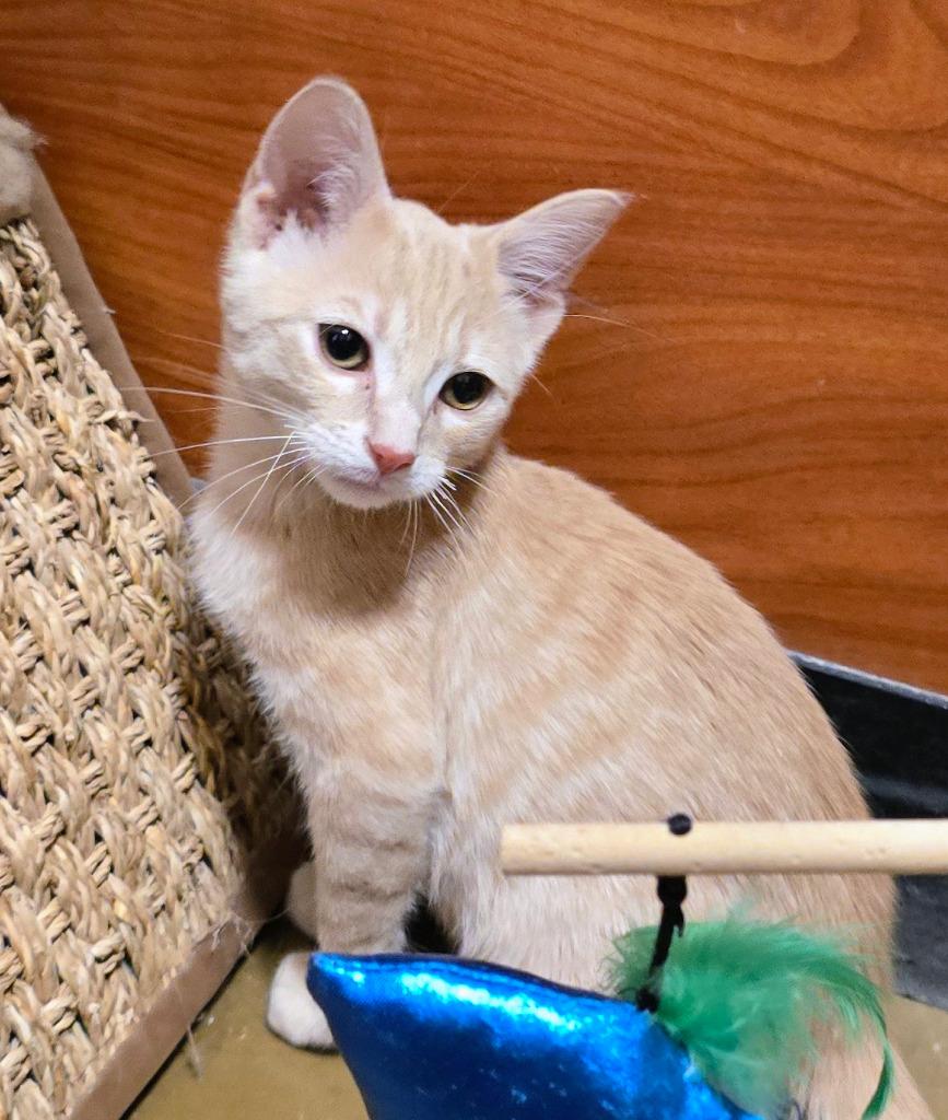 Enlarge Orange Sherbet, a Adoptable mixed breed in Rowlett, TX image 2/6