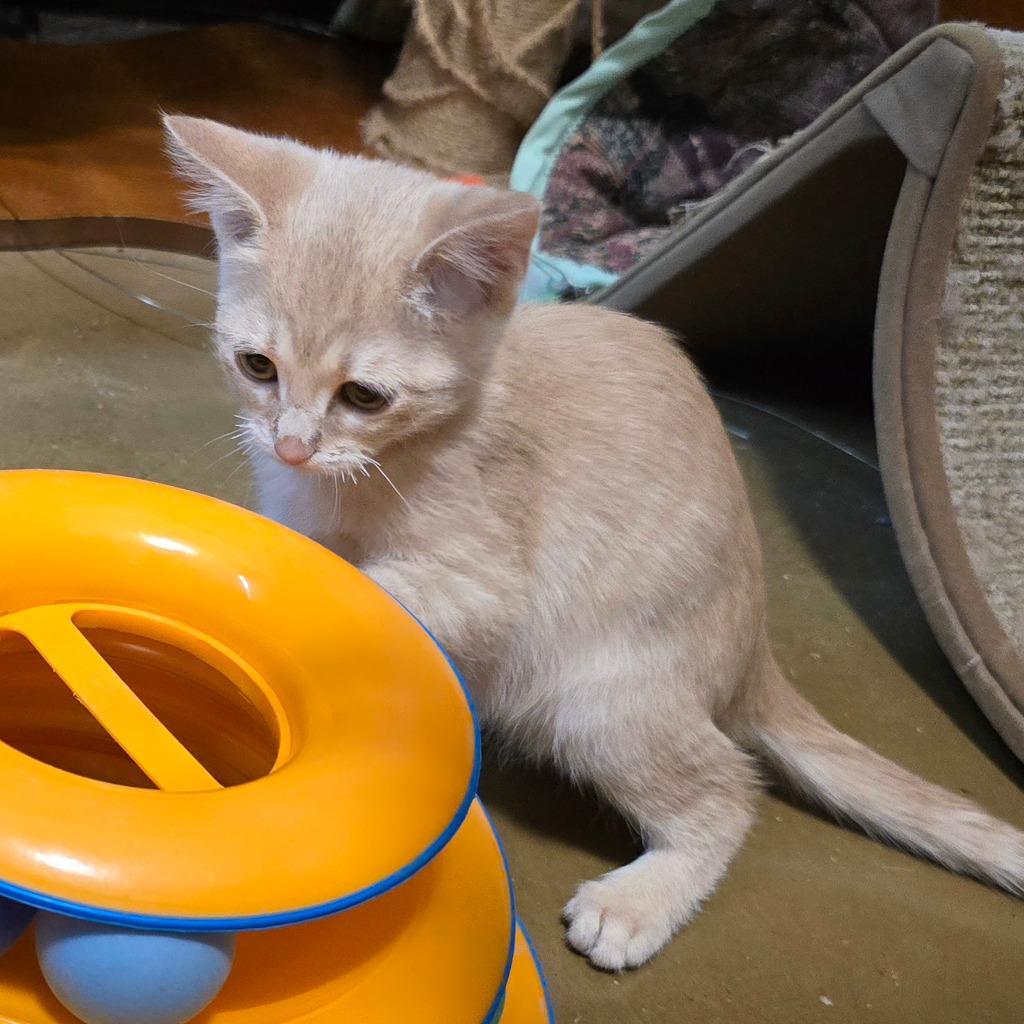 Enlarge Orange Sherbet, a Adoptable mixed breed in Rowlett, TX image 3/6