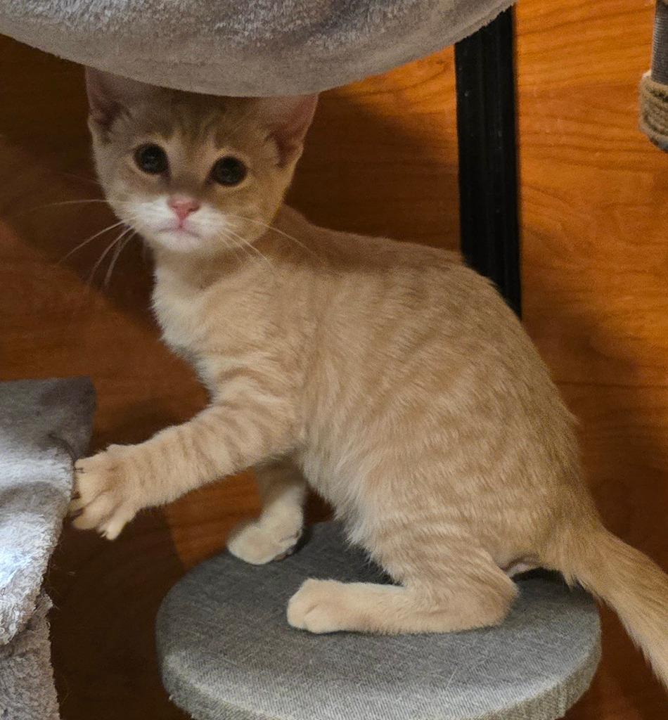 Enlarge Orange Sherbet, a Adoptable mixed breed in Rowlett, TX image 4/6