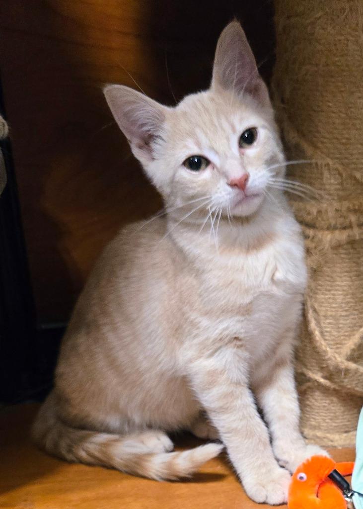 Enlarge Orange Sherbet, a Adoptable mixed breed in Rowlett, TX image 5/6