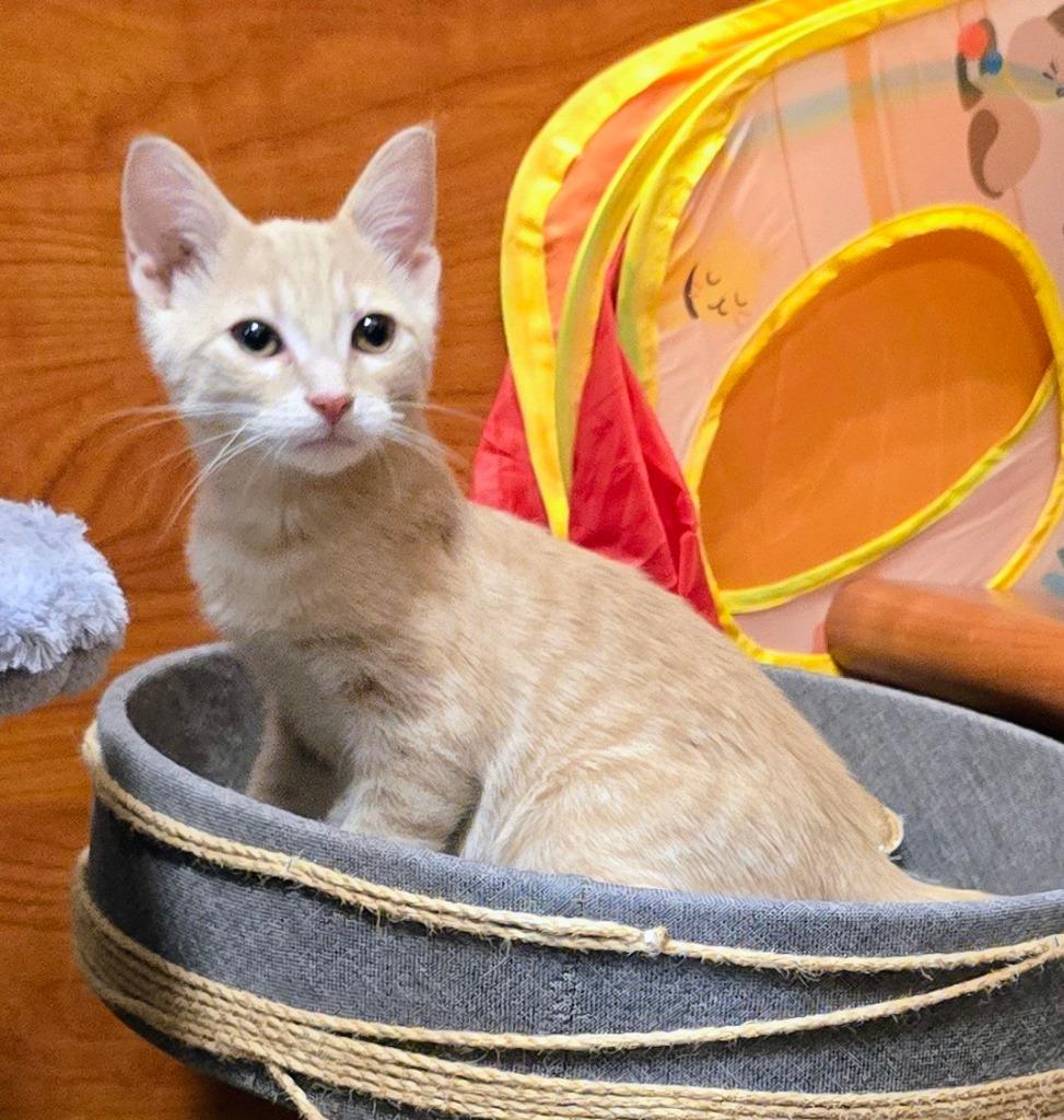 Enlarge Orange Sherbet, a Adoptable mixed breed in Rowlett, TX image 6/6