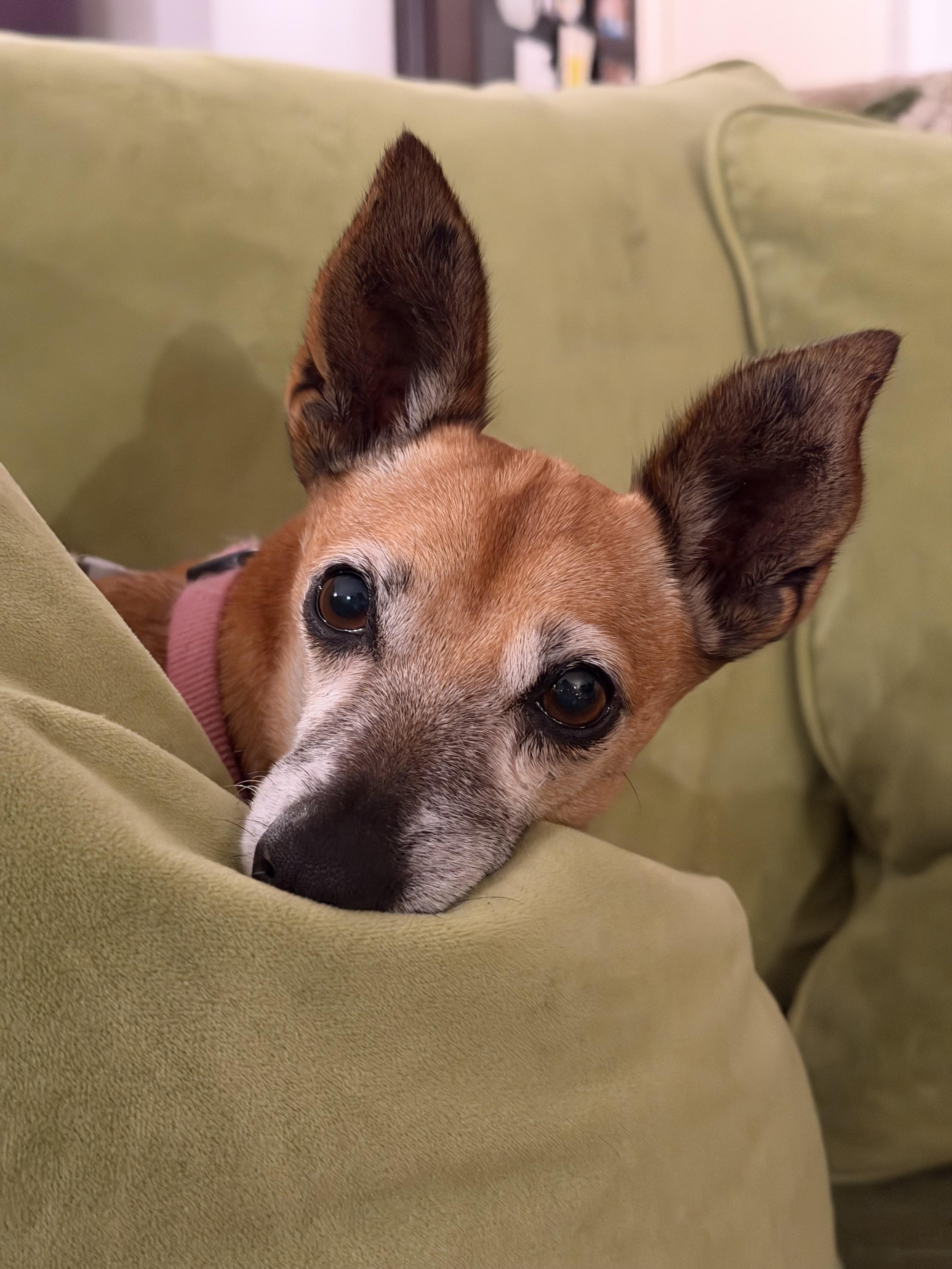 Enlarge Ms. Brownie, a Adoptable mixed breed in sherman oaks, CA image 1/6