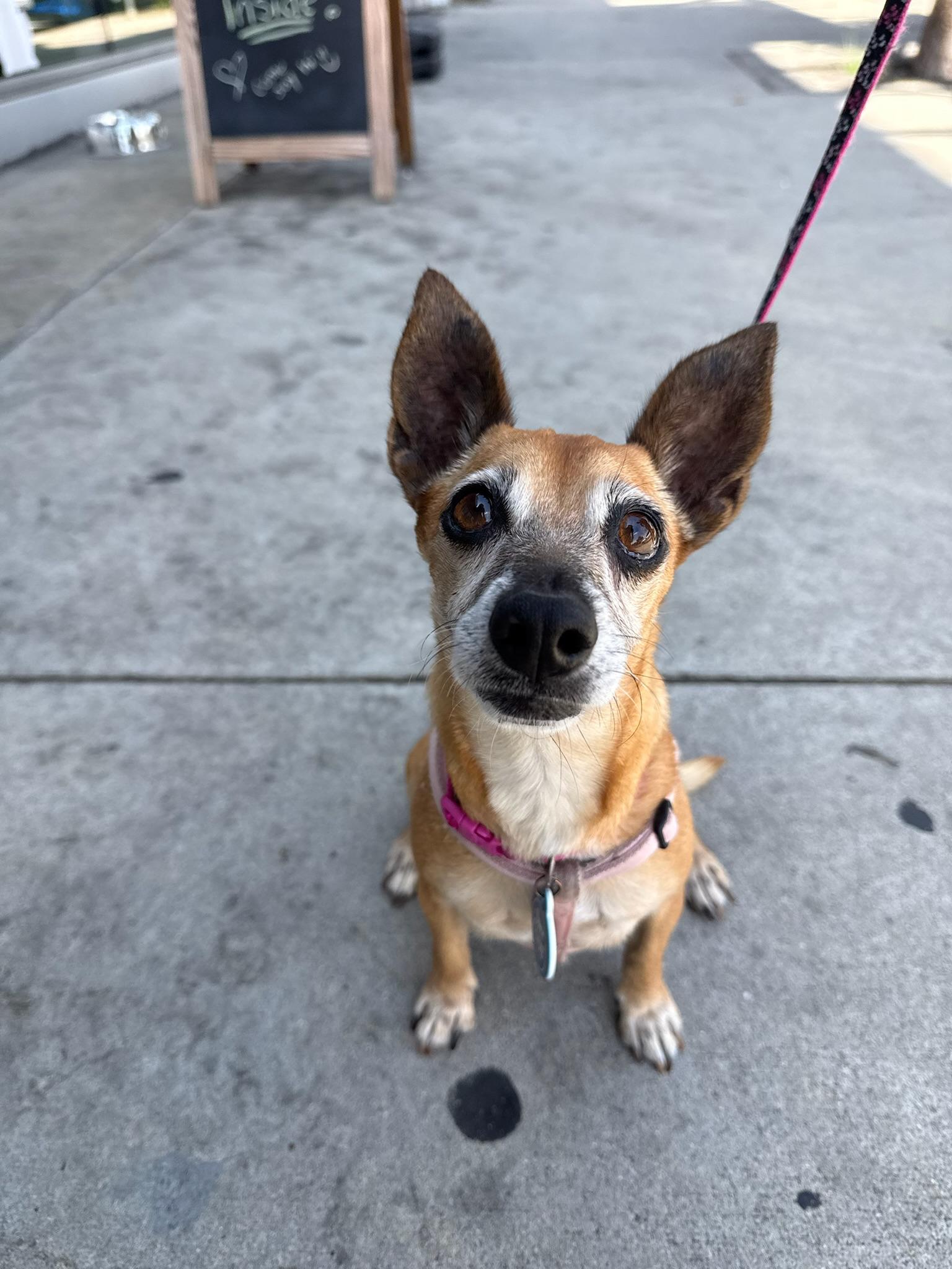 Ms. Brownie, Adoptable, Senior Female Chiweenie & Rat Terrier.