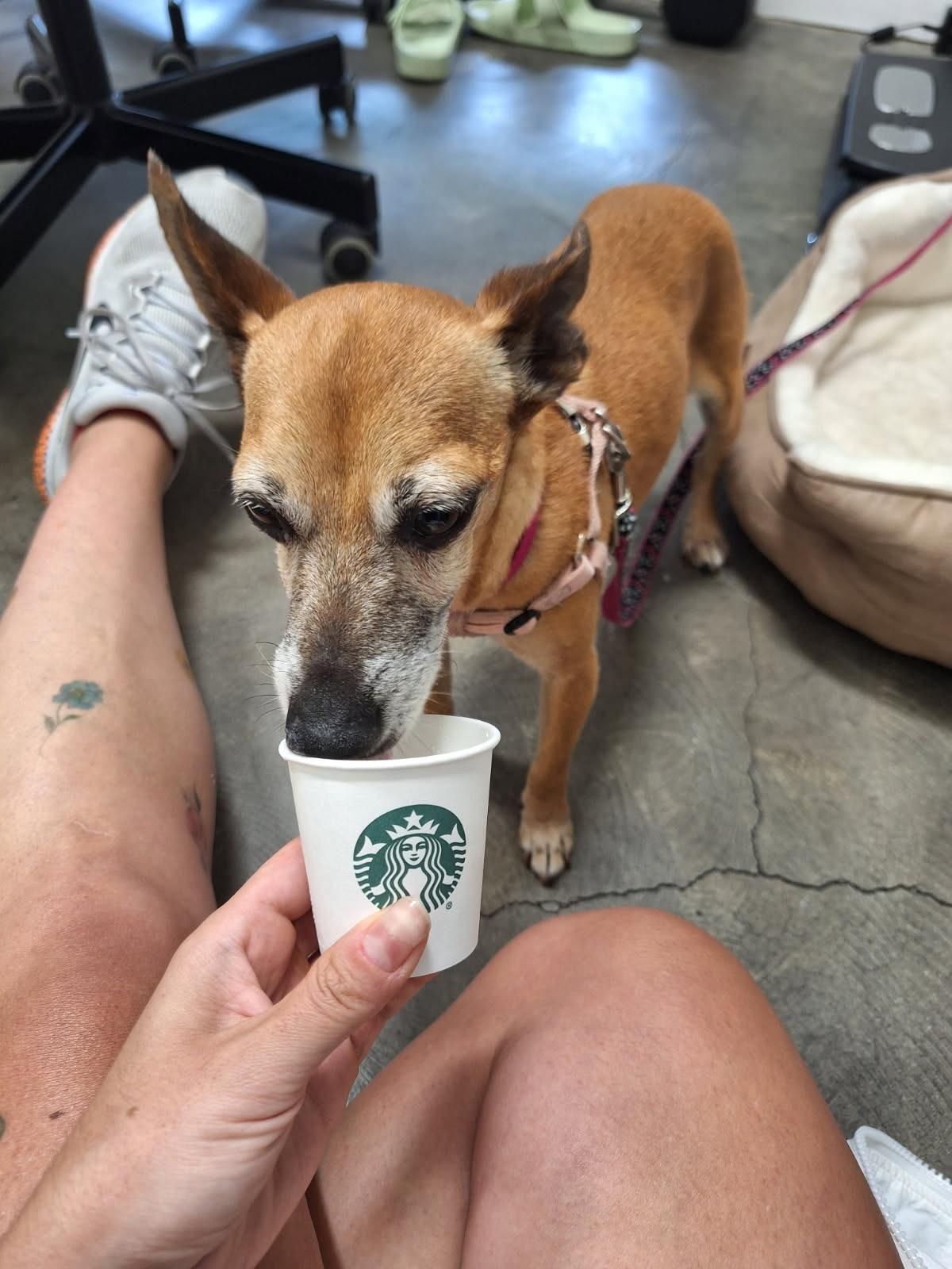 Enlarge Ms. Brownie, a Adoptable mixed breed in sherman oaks, CA image 6/6