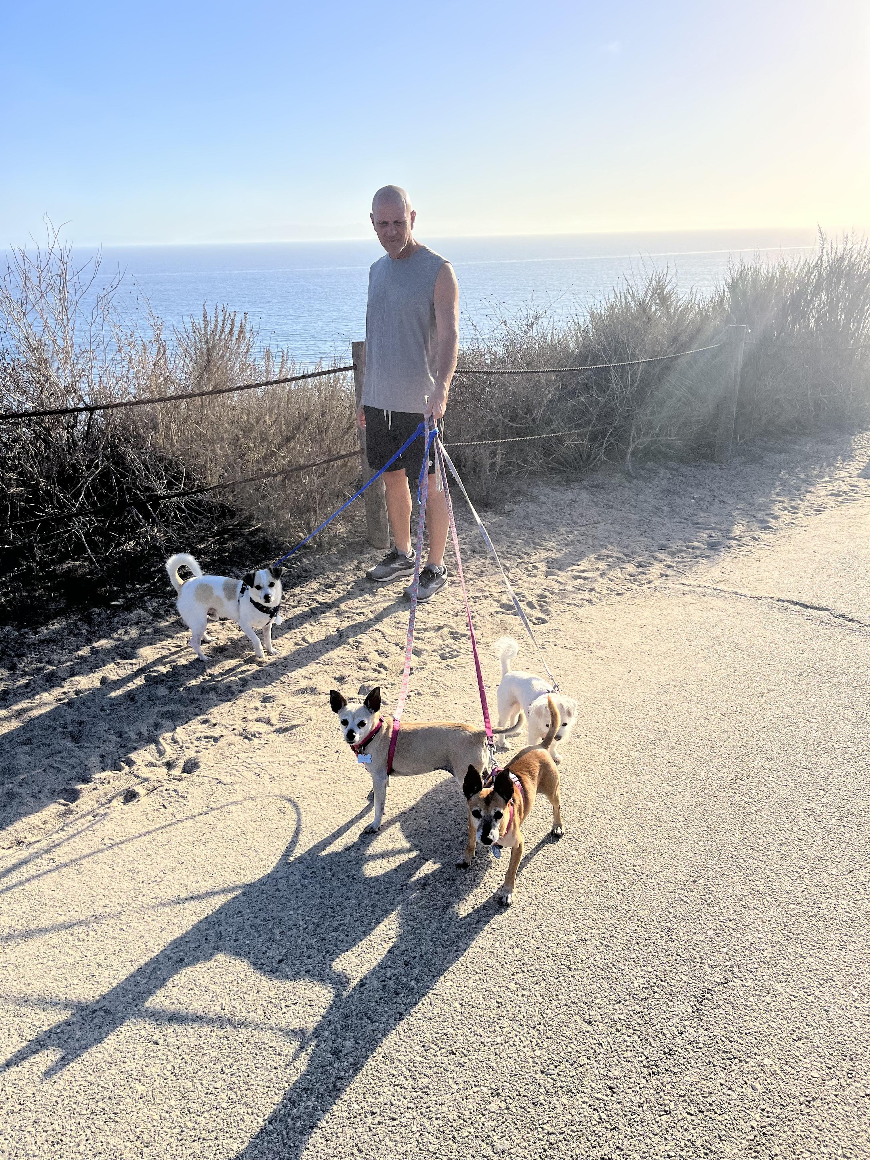 Ms. Brownie, an adoptable Chiweenie, Rat Terrier in sherman oaks, CA, 91411 | Photo Image 4