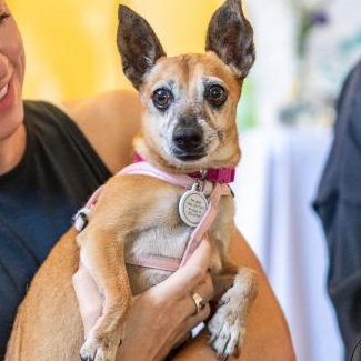 Enlarge Ms. Brownie, a Adoptable mixed breed in sherman oaks, CA image 4/6