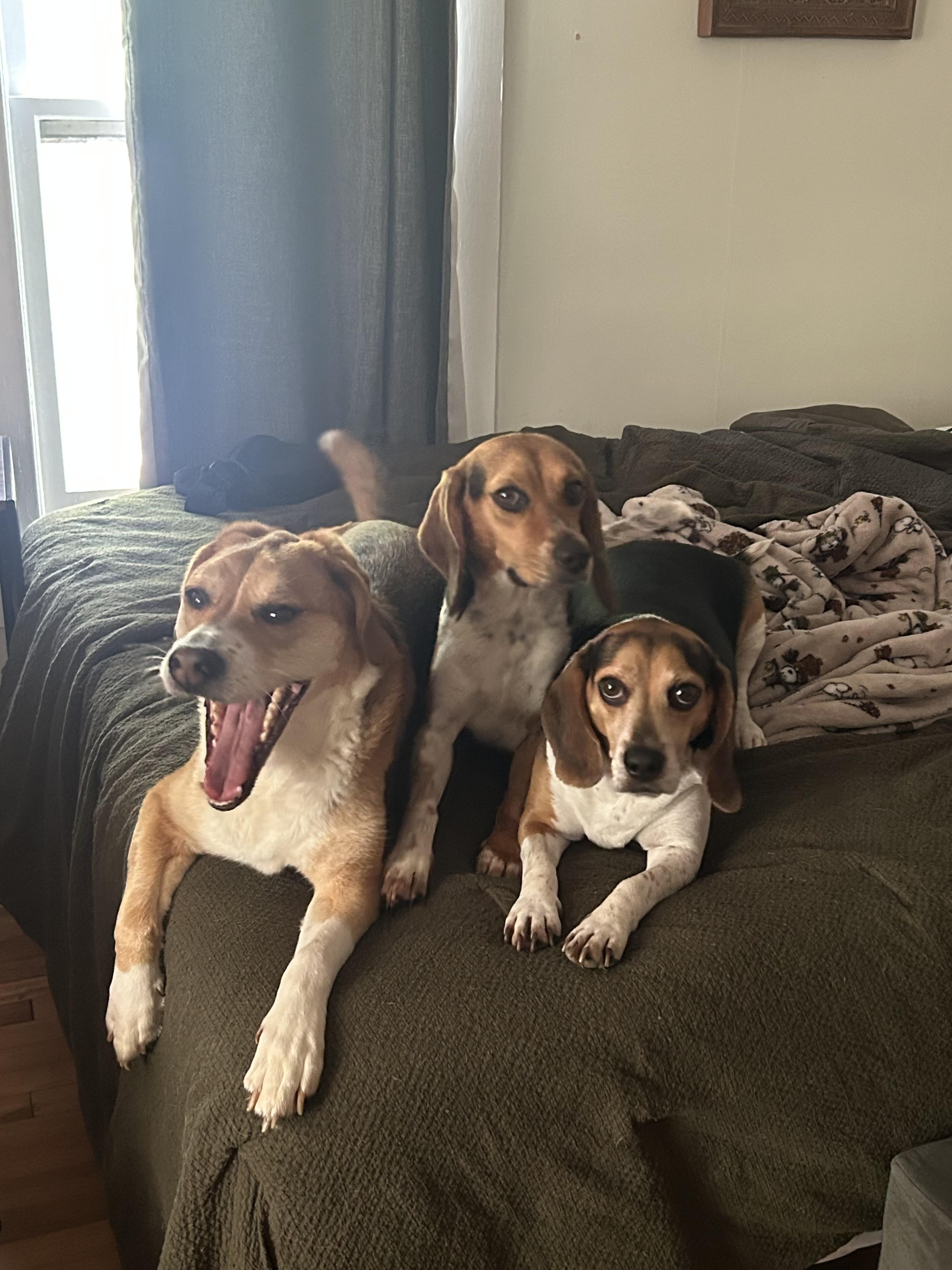 Enlarge Laura, an adopted Beagle in Knoxville, TN image 1/6