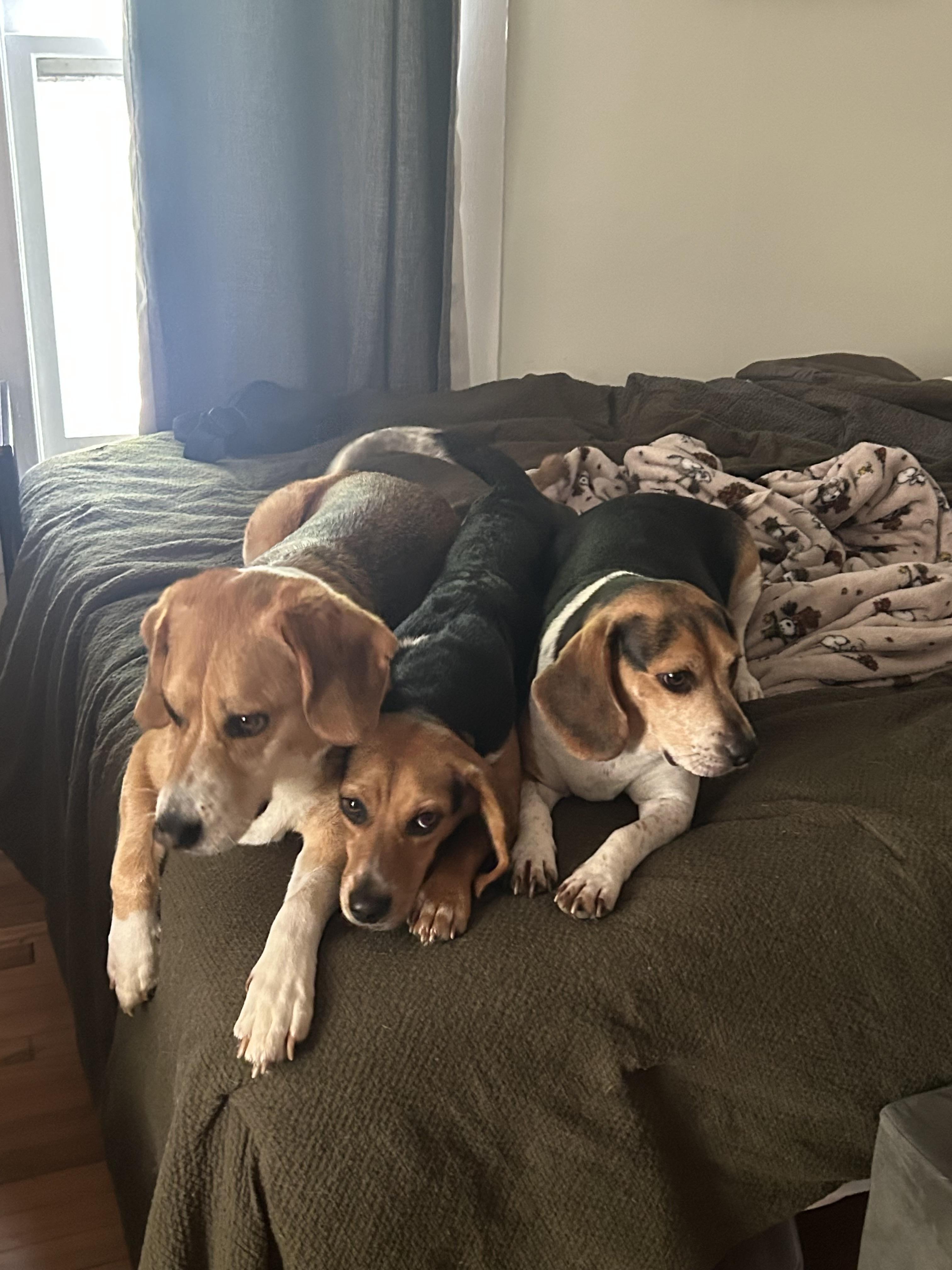 Enlarge Laura, an adopted Beagle in Knoxville, TN image 2/6