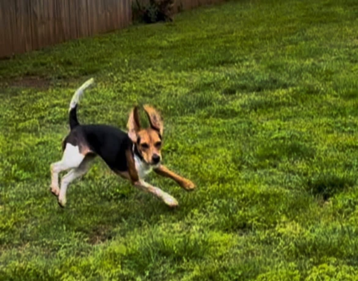Enlarge Laura, an adopted Beagle in Knoxville, TN image 3/6