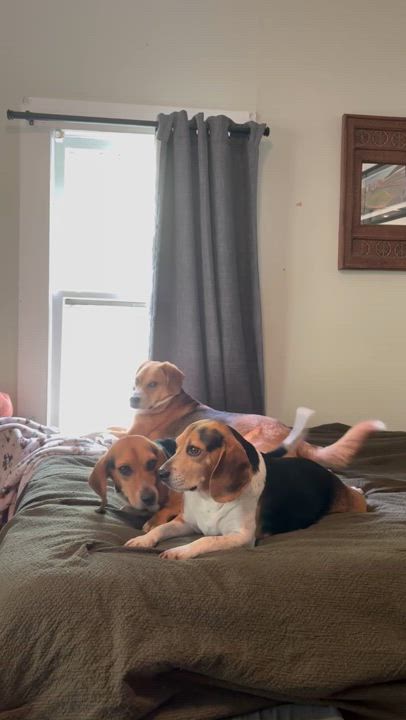 Enlarge Laura, an adopted Beagle in Knoxville, TN video 5/6