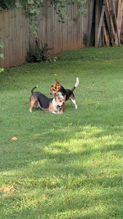 Enlarge Laura, an adopted Beagle in Knoxville, TN video 6/6