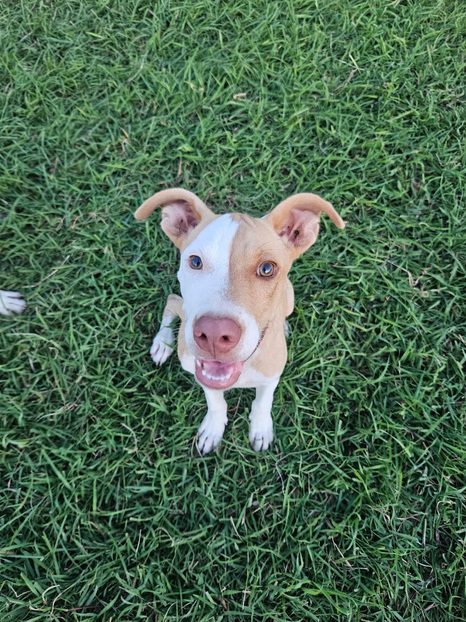 Lemon Drop, Adoptable, Puppy Male American Staffordshire Terrier.