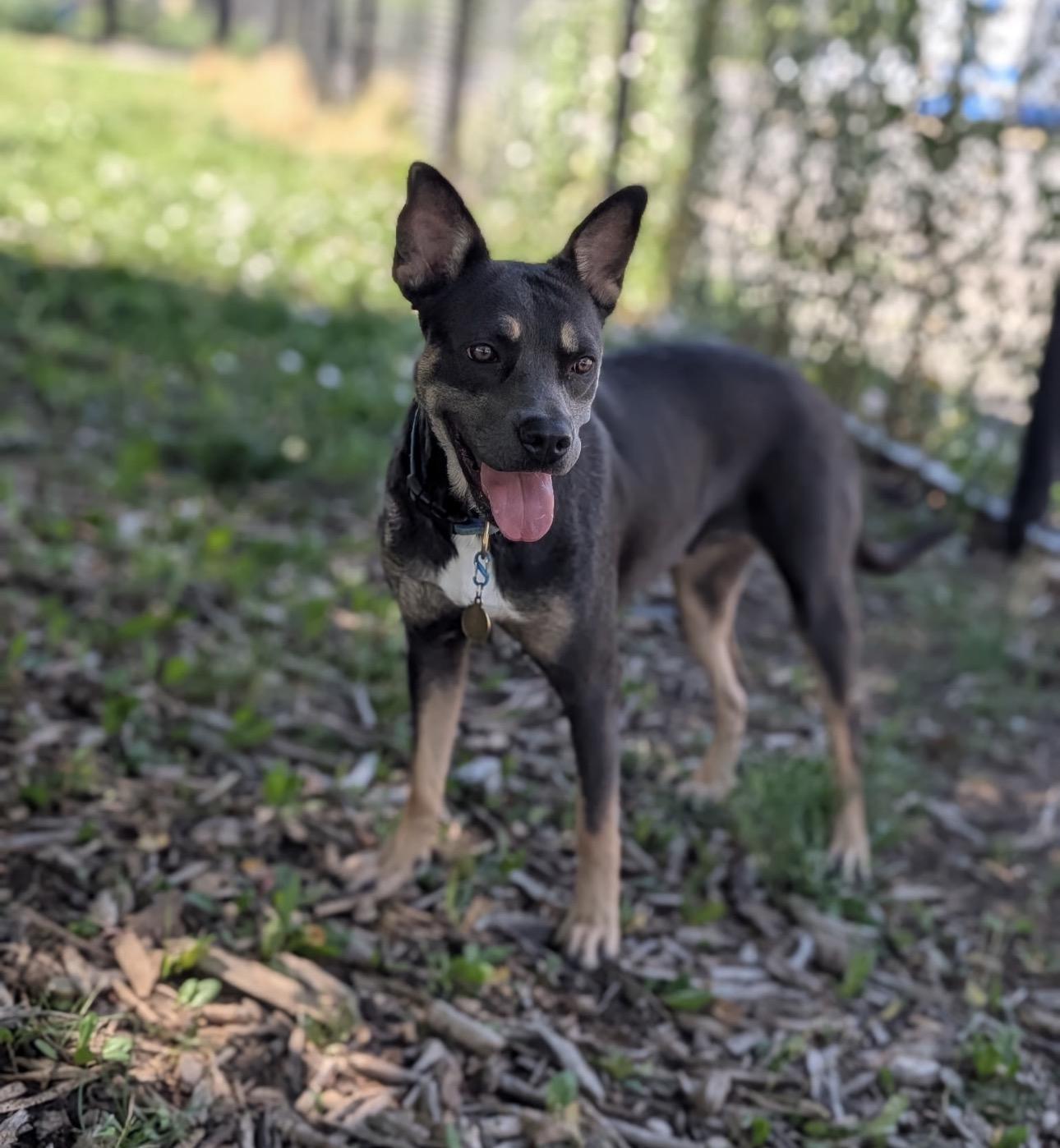 Sierra, ADOPTABLE, Adult Female Shepherd.