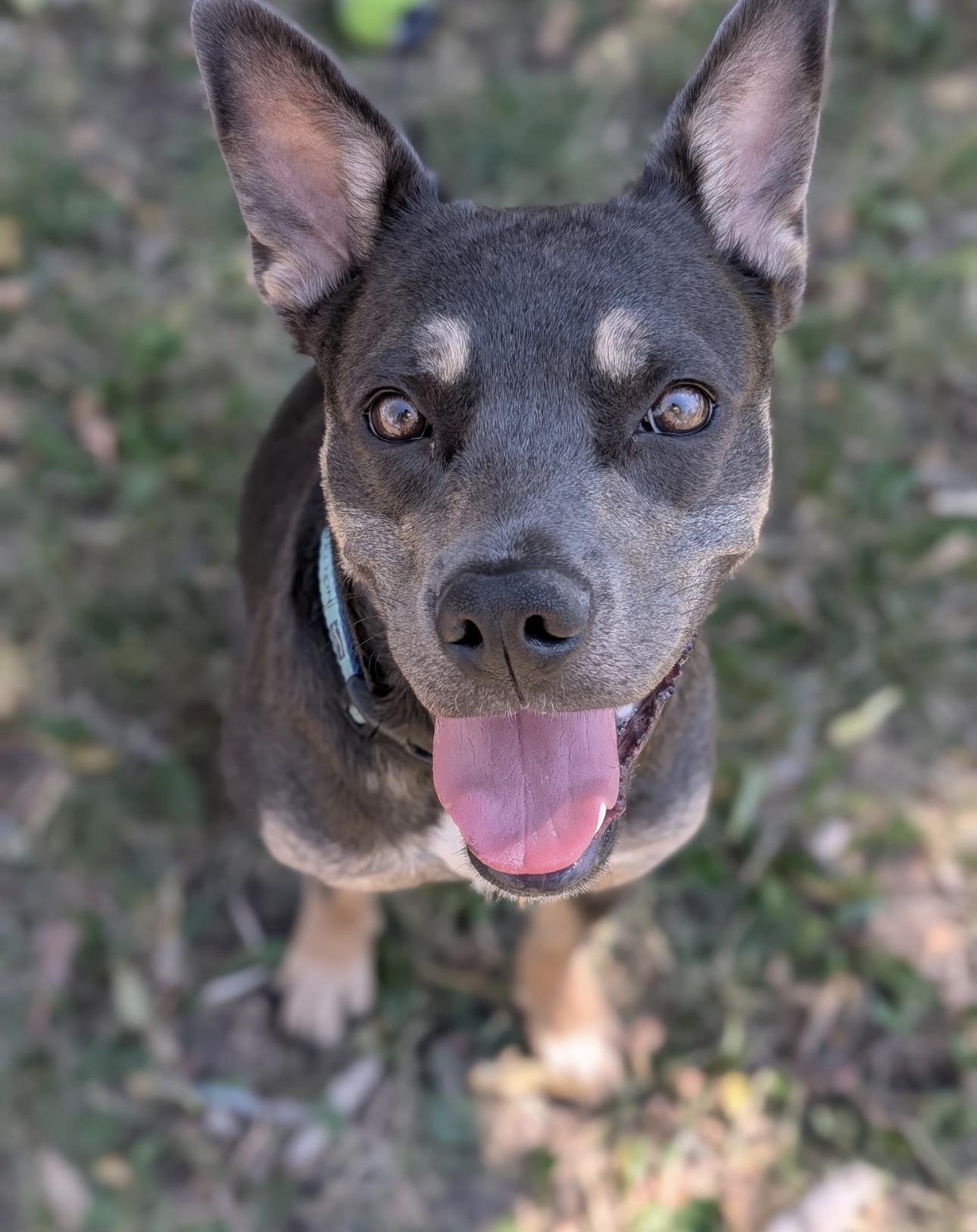 Enlarge Sierra, a ADOPTABLE mixed breed in Parker, CO image 2/2