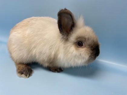 Fluffykins, Adoptable, Adult Male Lionhead.