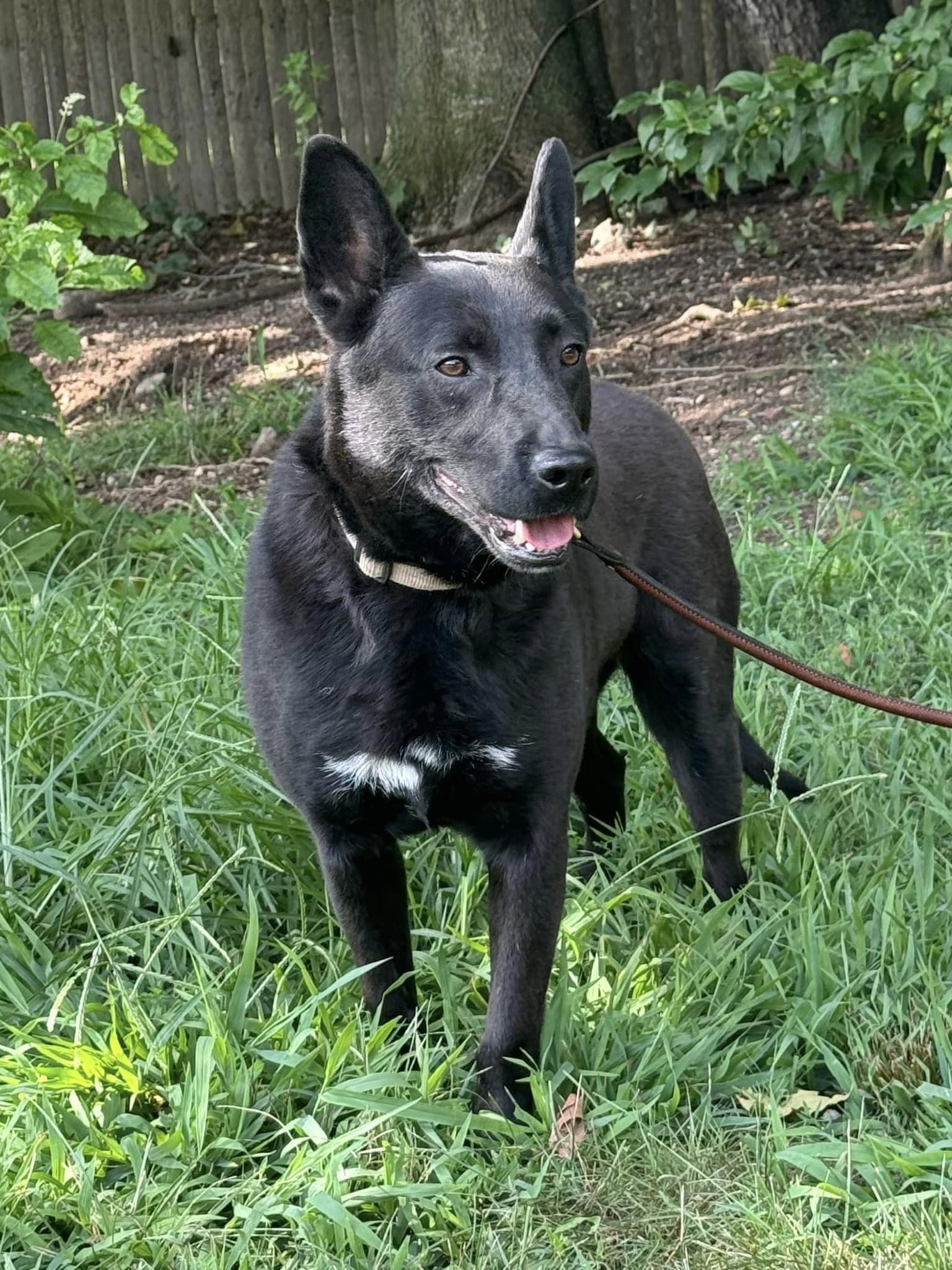 Enlarge Asher, a Adoptable Australian Kelpie in Old Westbury, NY image 2/6