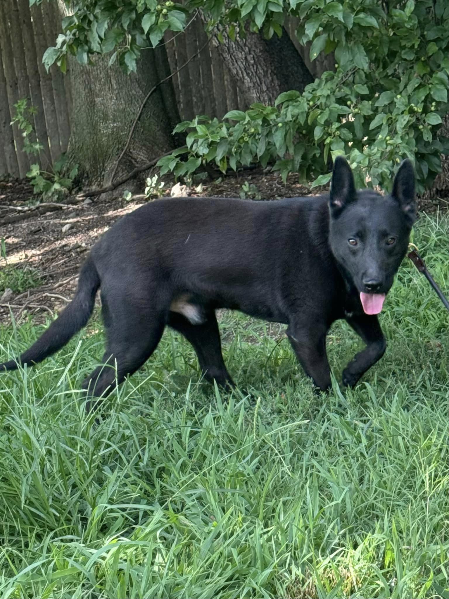 Enlarge Asher, a Adoptable Australian Kelpie in Old Westbury, NY image 3/6