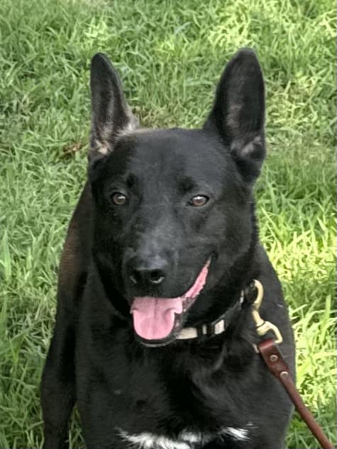 Enlarge Asher, a Adoptable Australian Kelpie in Old Westbury, NY image 4/6