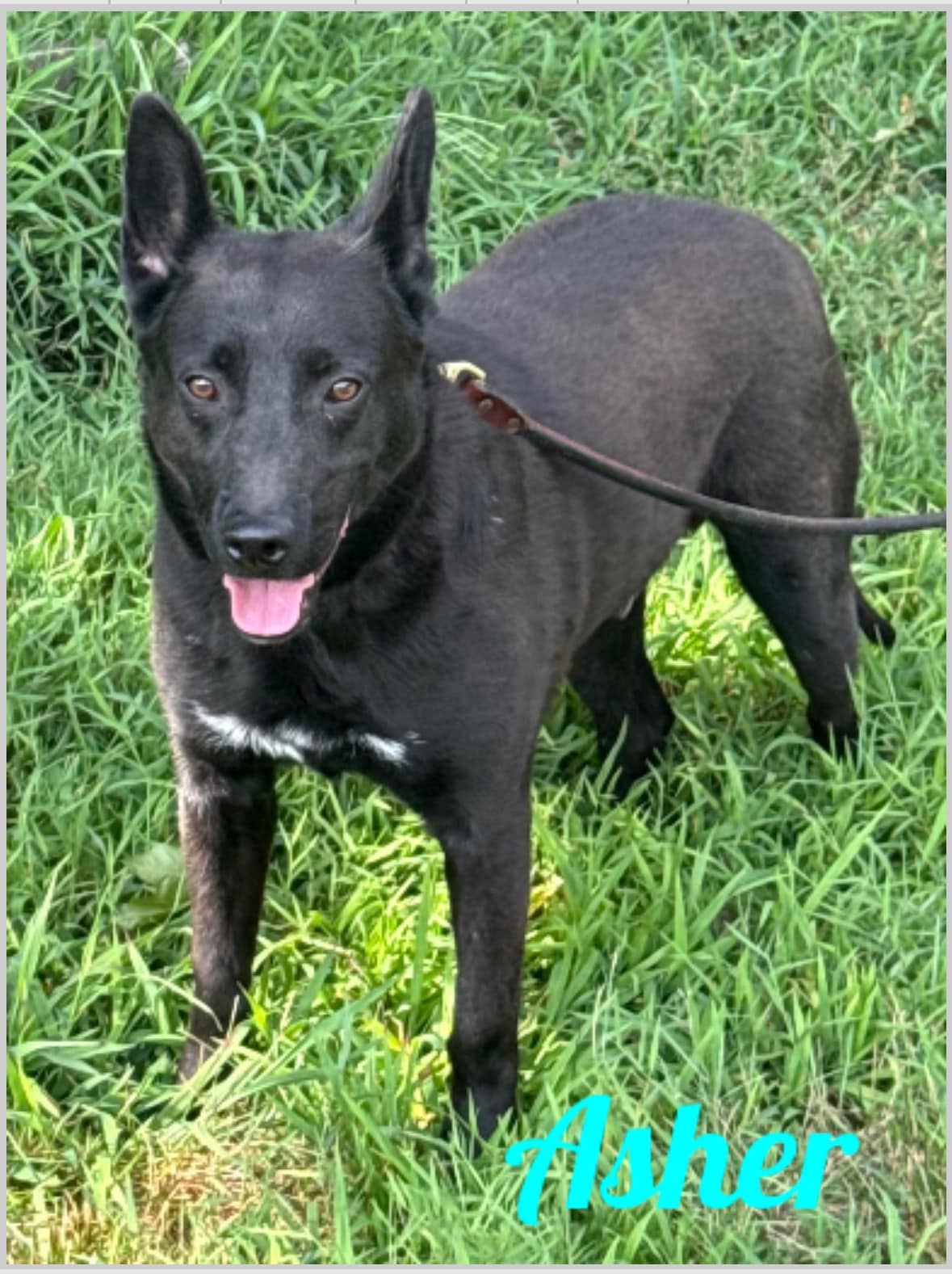 Enlarge Asher, a Adoptable Australian Kelpie in Old Westbury, NY image 1/6