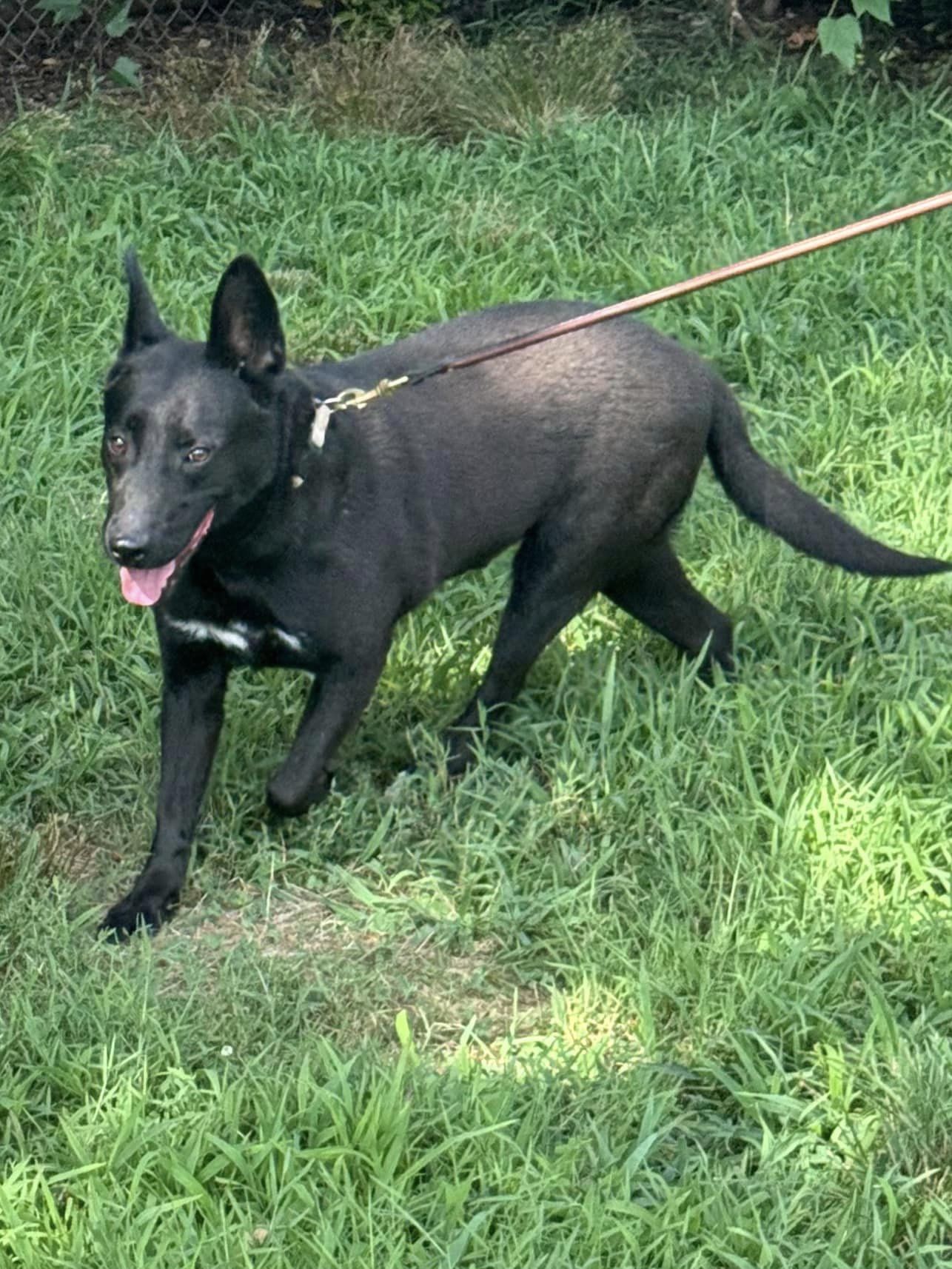 Enlarge Asher, a Adoptable Australian Kelpie in Old Westbury, NY image 5/6