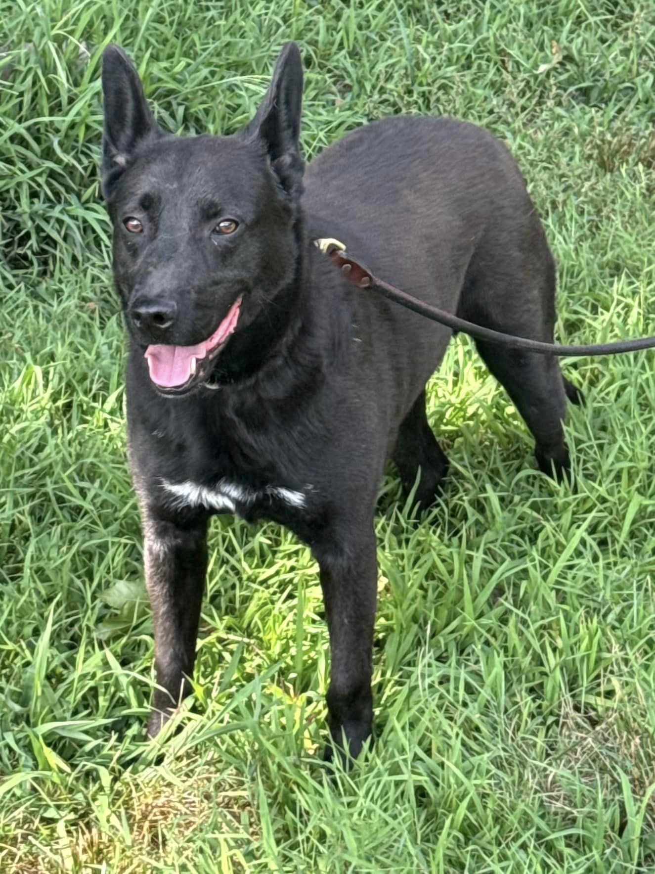 Enlarge Asher, a Adoptable Australian Kelpie in Old Westbury, NY image 6/6