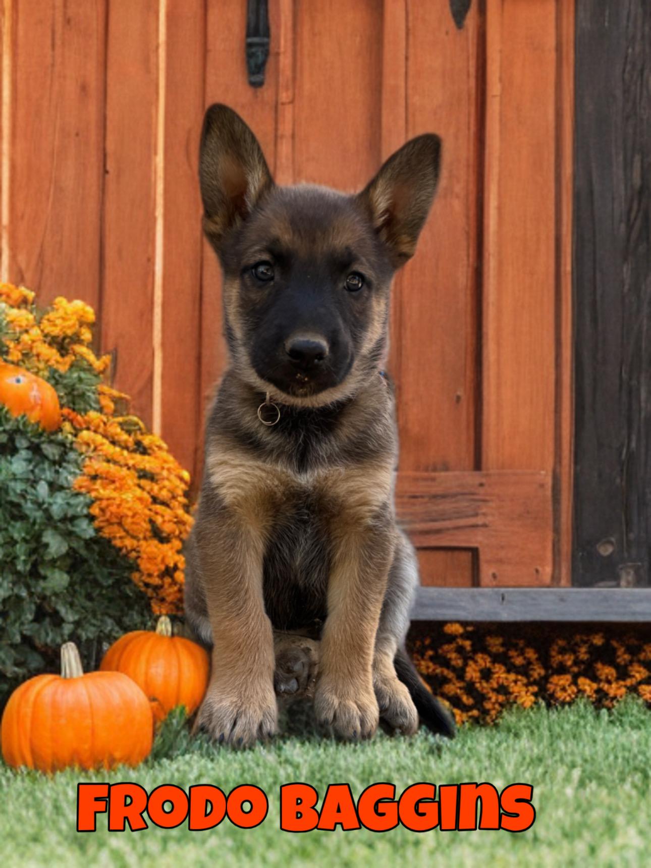 FRODO BAGGINS, adopted, Puppy Male Belgian Shepherd / Malinois.
