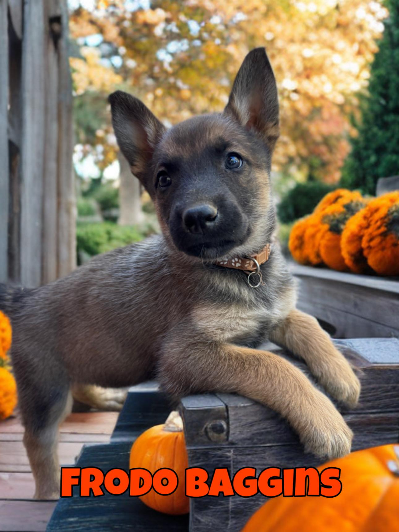 Enlarge FRODO BAGGINS, an adopted mixed breed in Perris, CA image 2/2
