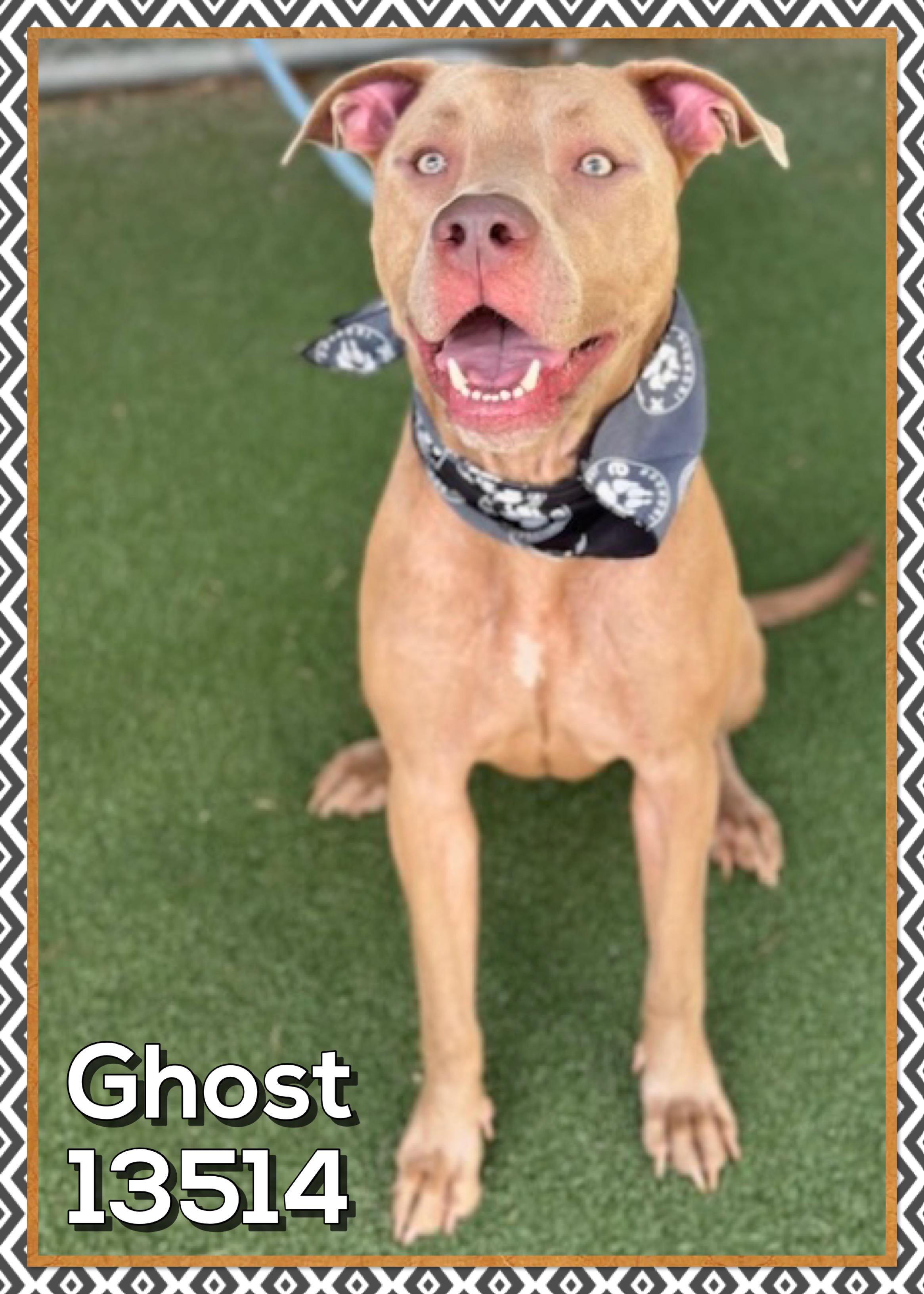 GHOST (also see EXSO), a Adoptable mixed breed in Marietta, GA image 2/4