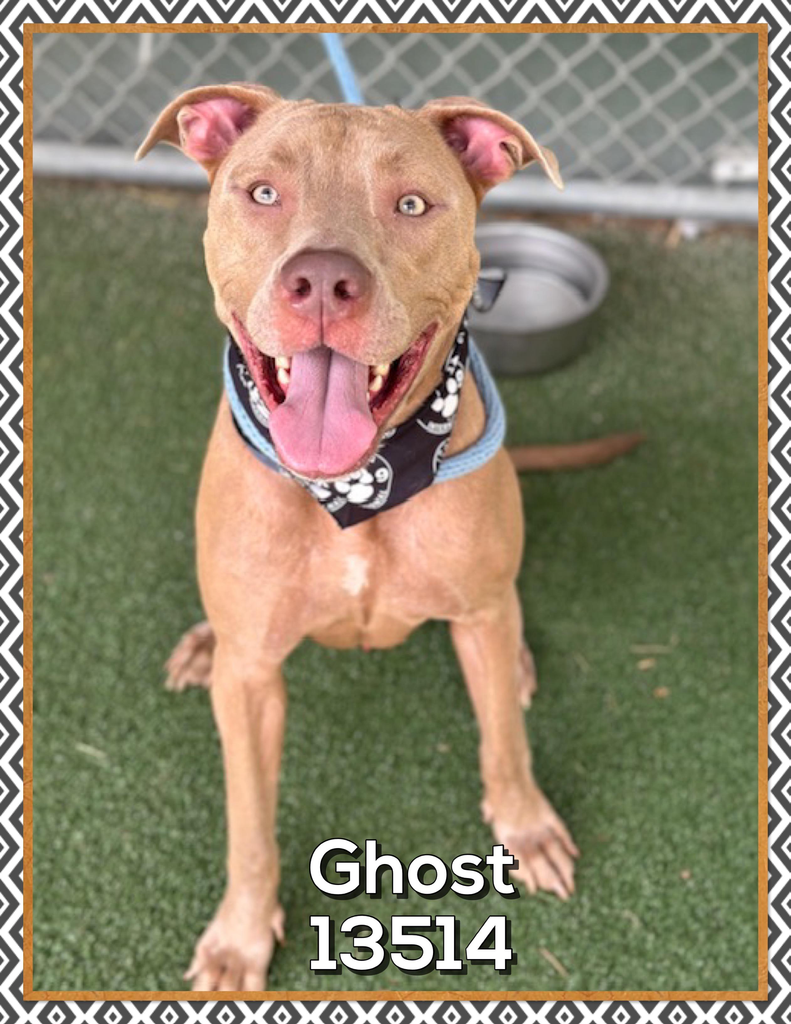 GHOST (also see EXSO), a Adoptable mixed breed in Marietta, GA image 3/4