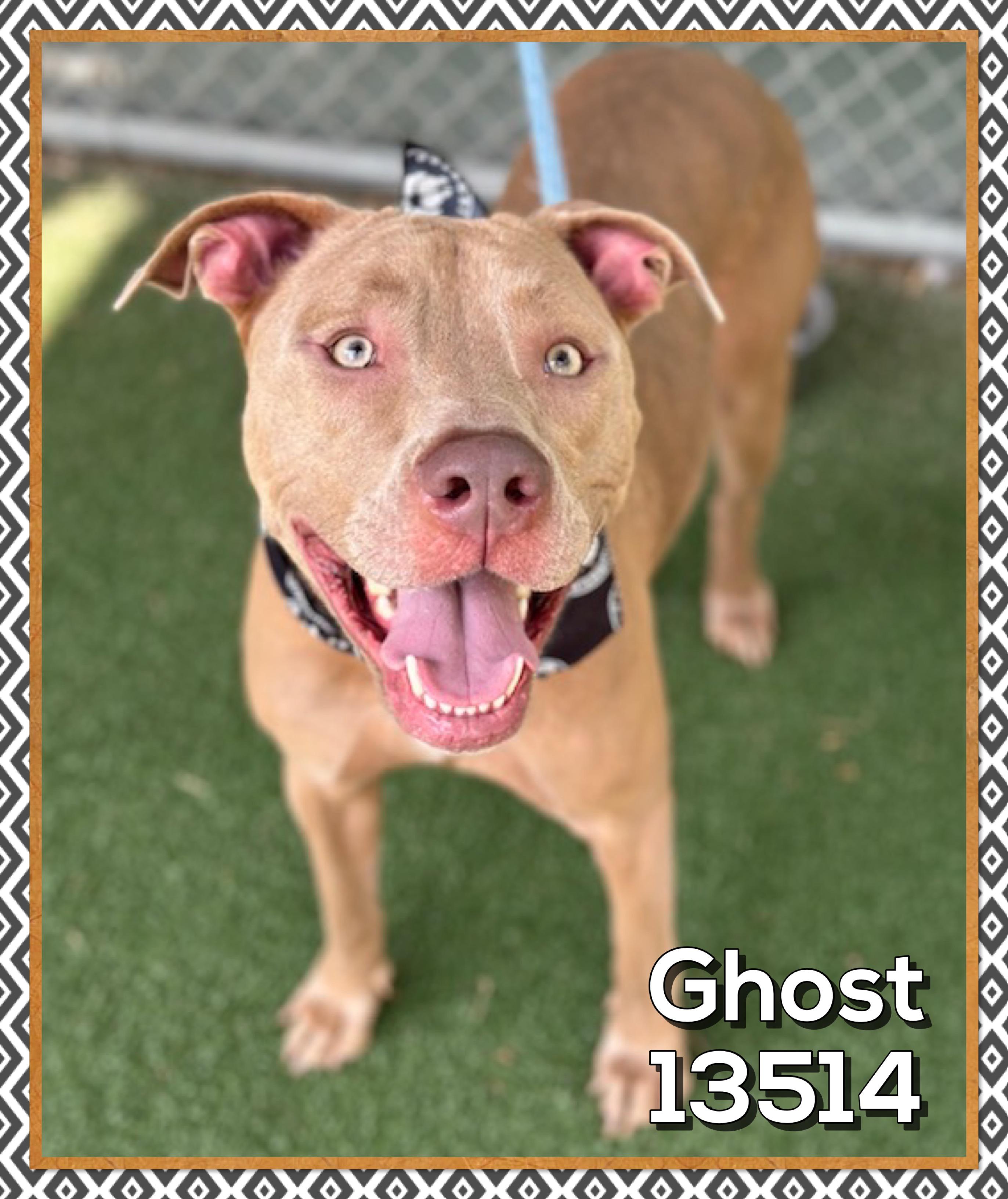 GHOST (also see EXSO), Adoptable, Adult Male Pit Bull Terrier.