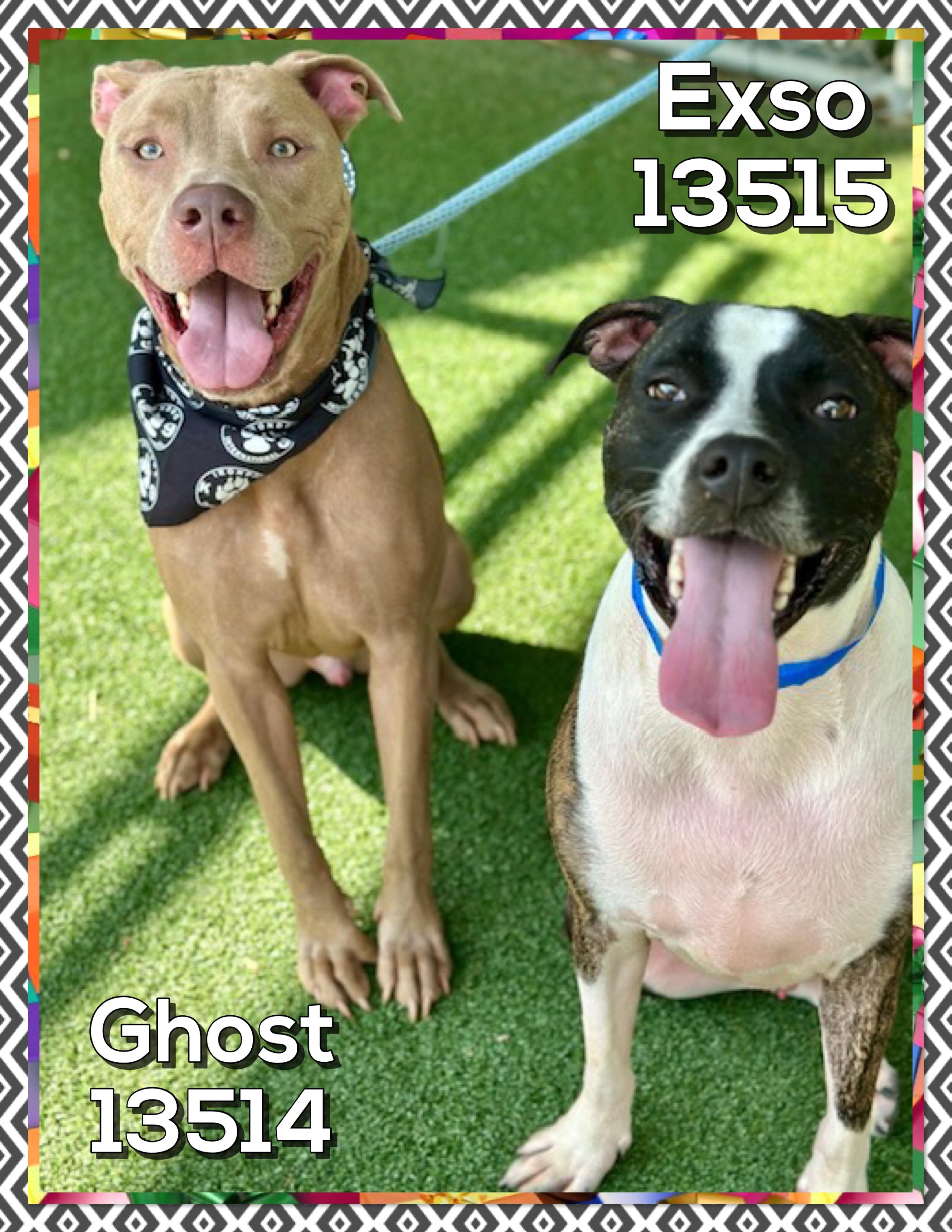 GHOST (also see EXSO), a Adoptable mixed breed in Marietta, GA image 4/4