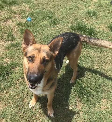 Mandy, a Adoptable German Shepherd Dog in Round Rock, TX image 1/9