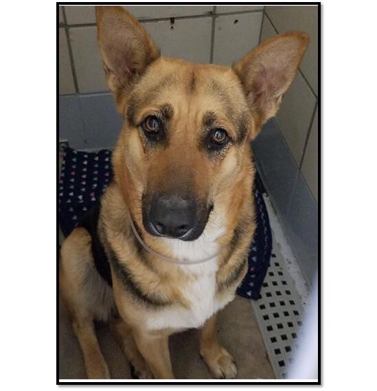 Mandy, a Adoptable German Shepherd Dog in Round Rock, TX image 2/9