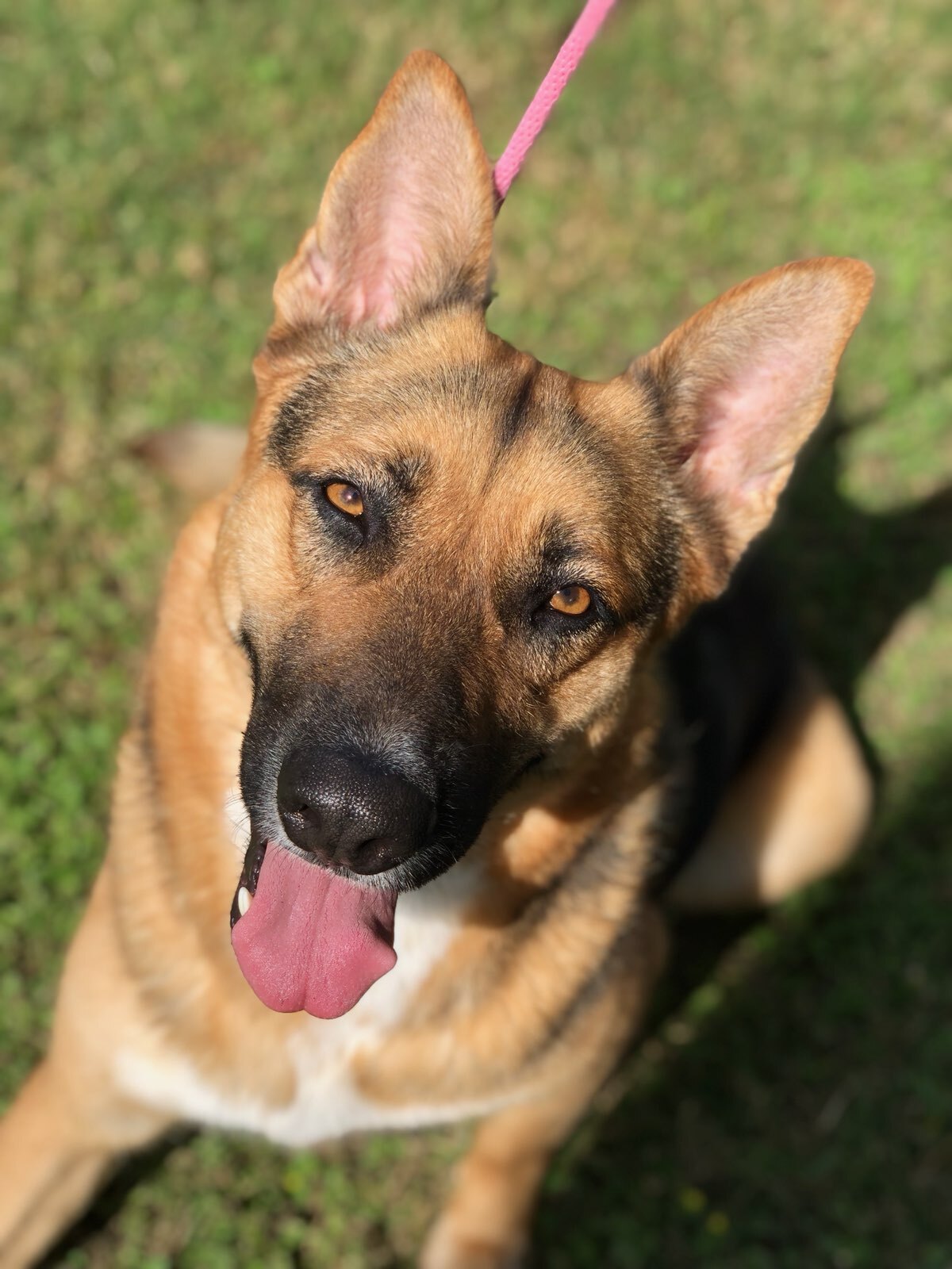 Mandy, a Adoptable German Shepherd Dog in Round Rock, TX image 3/9