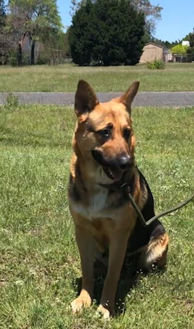 Mandy, a Adoptable German Shepherd Dog in Round Rock, TX image 4/9