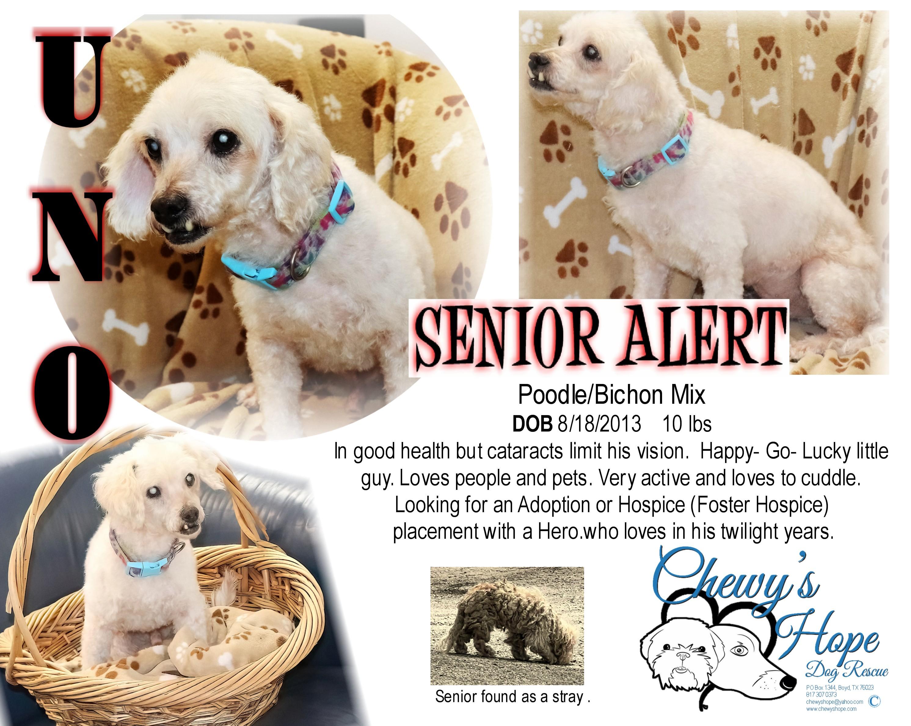 Enlarge UNO, a Adoptable Miniature Poodle in Boyd, TX image 1/1