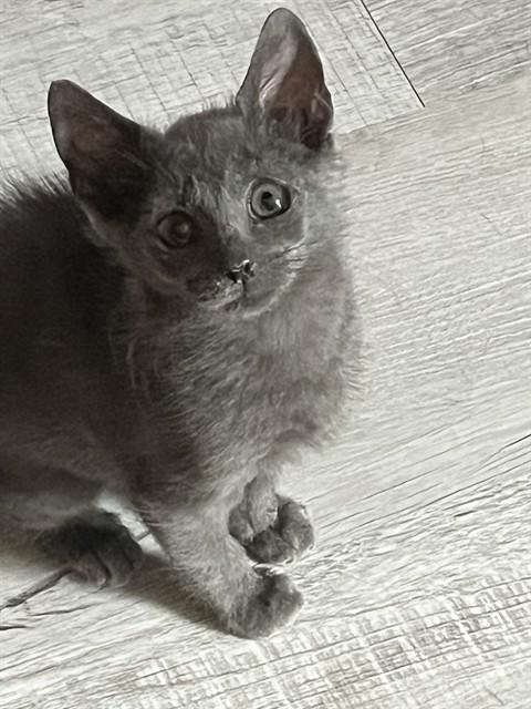 FRICKLES, Adoptable, Kitten Female Domestic Short Hair.