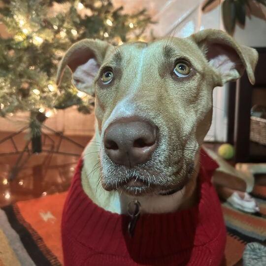 Chip, a Adoptable mixed breed in Turlock, CA image 1/6